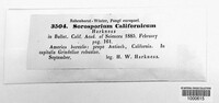 Sorosporium californicum image